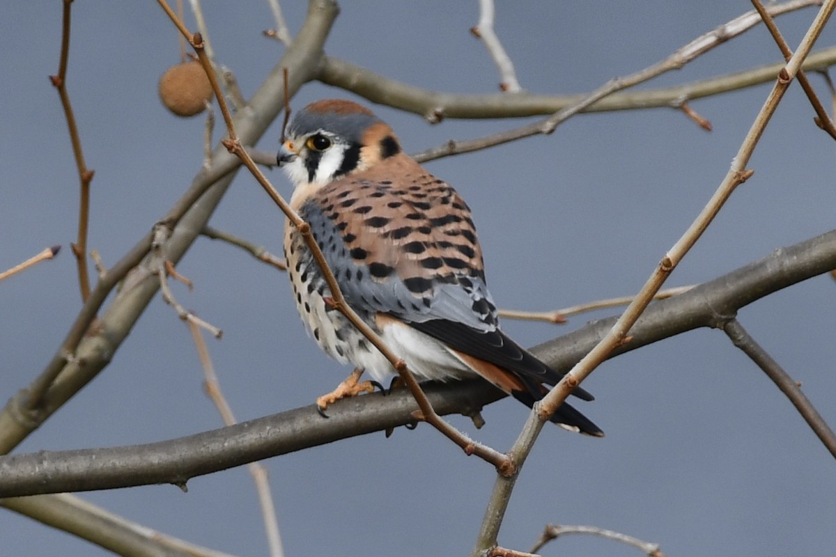 Боривітер американський - ML646354605