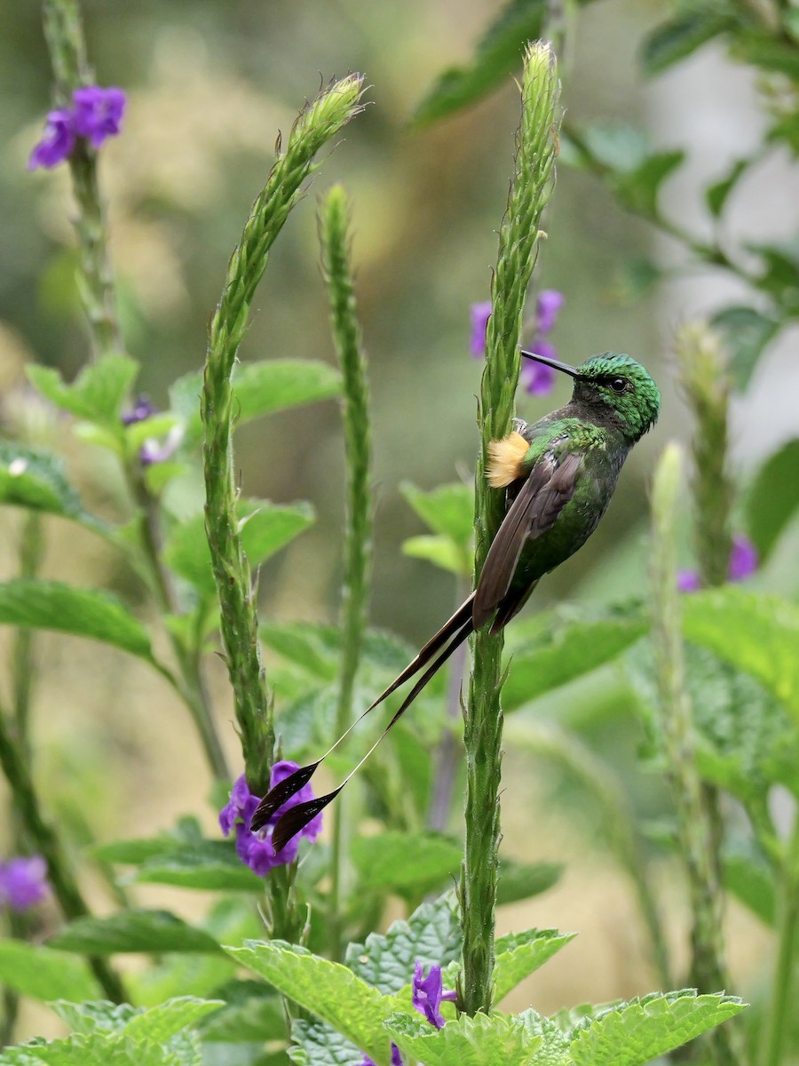 Peruvian Racket-tail - ML646354611