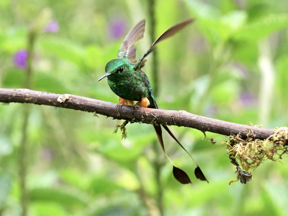 Peruvian Racket-tail - ML646354612