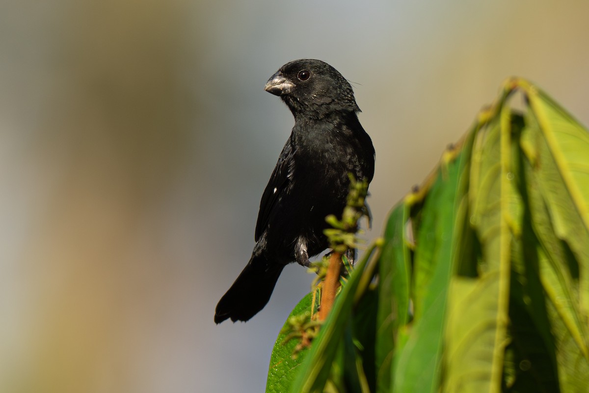 Variable Seedeater - ML646354613