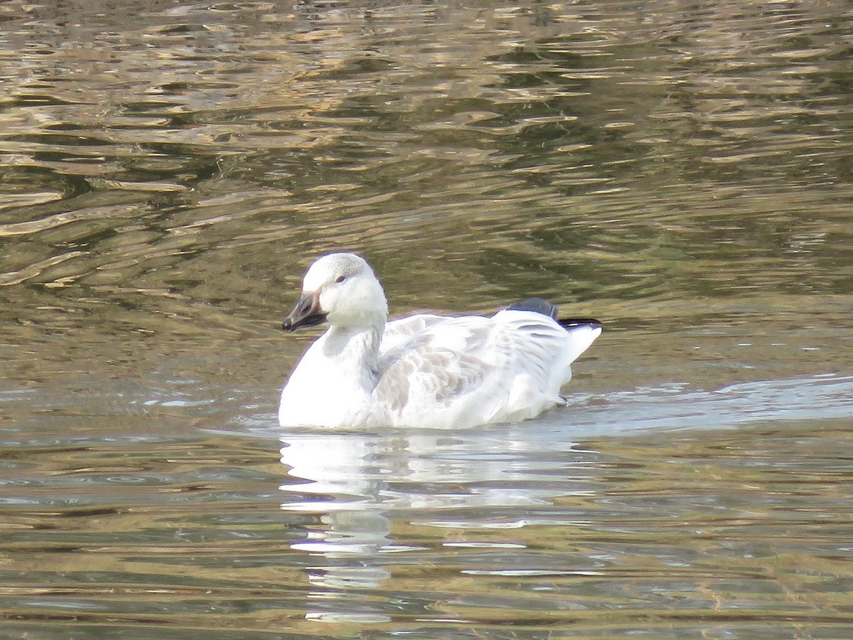 Snow Goose - ML646354614
