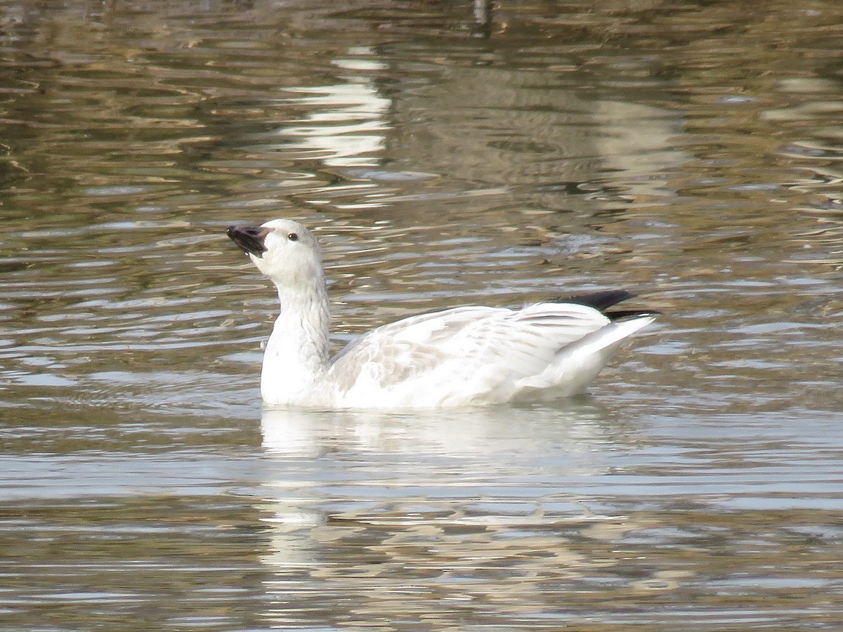 Snow Goose - ML646354615