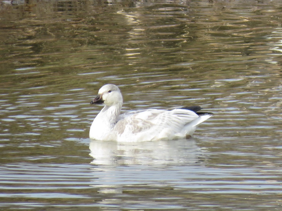 Snow Goose - ML646354616