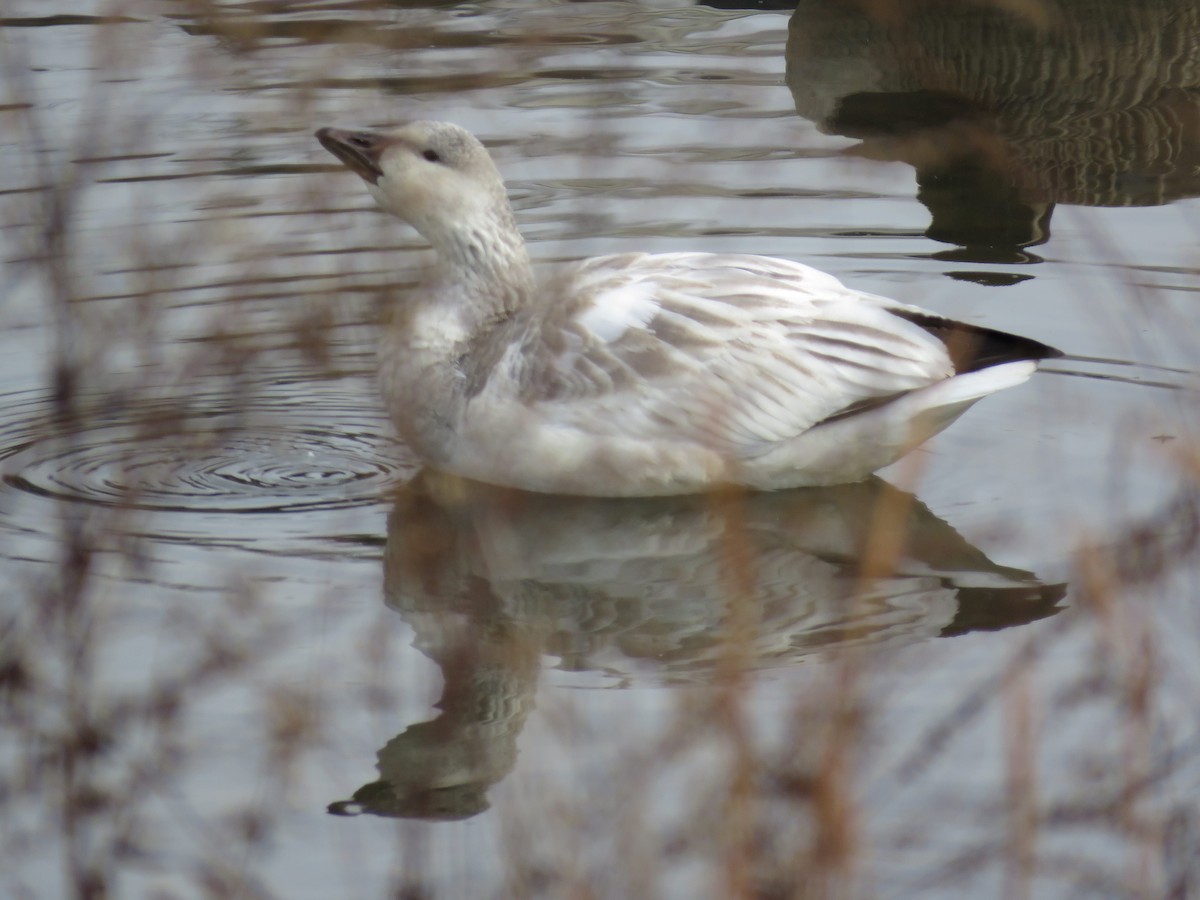Snow Goose - ML646354617