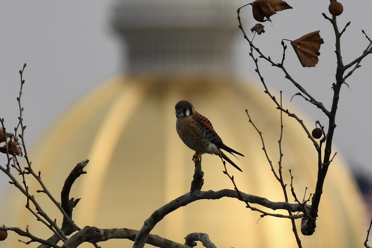 Боривітер американський - ML646354619