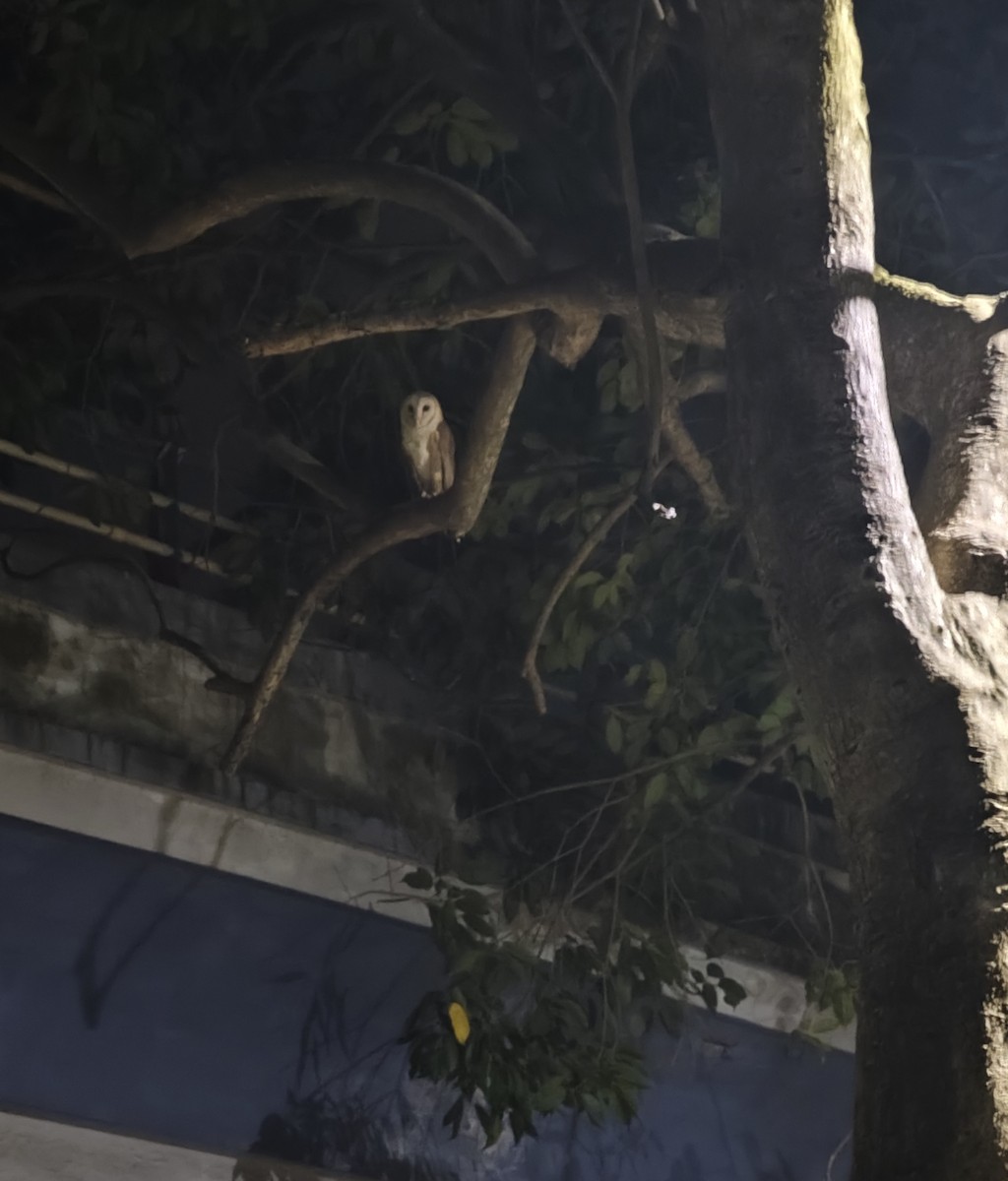 Eastern Barn Owl - ML646354622