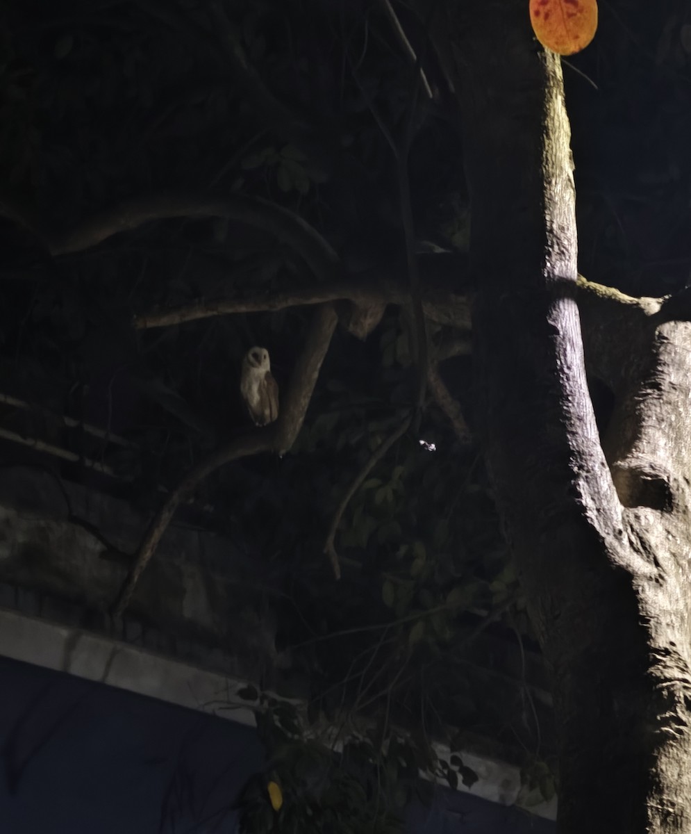 Eastern Barn Owl - ML646354623