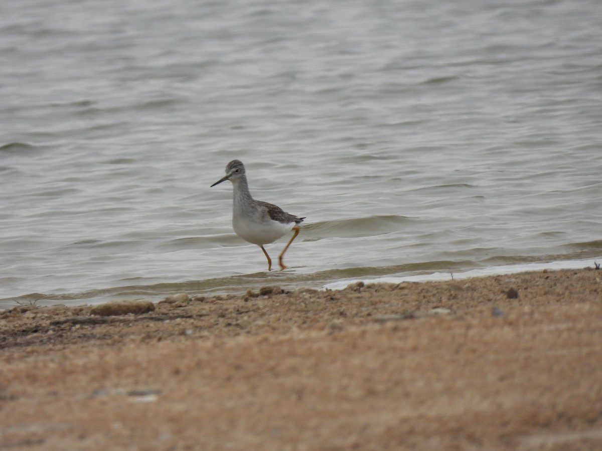 Greater Yellowlegs - ML646354625
