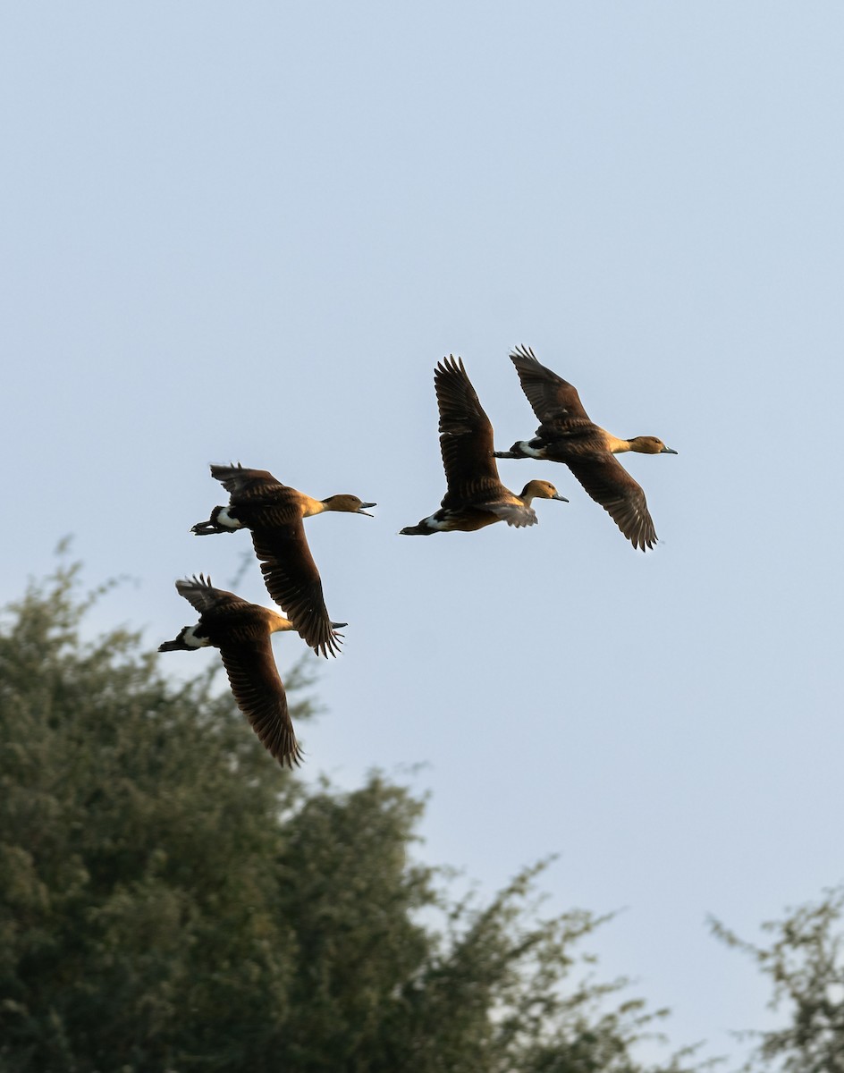 Fulvous Whistling-Duck - ML646354626