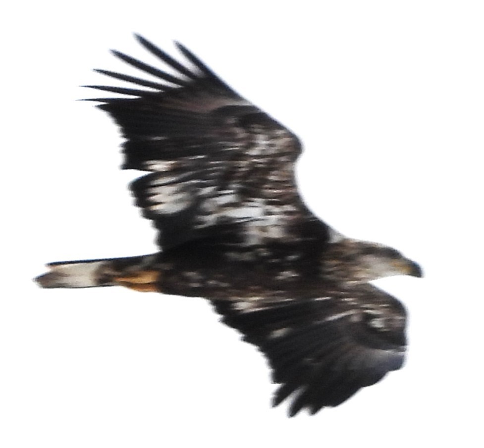 Bald Eagle - ML646354628