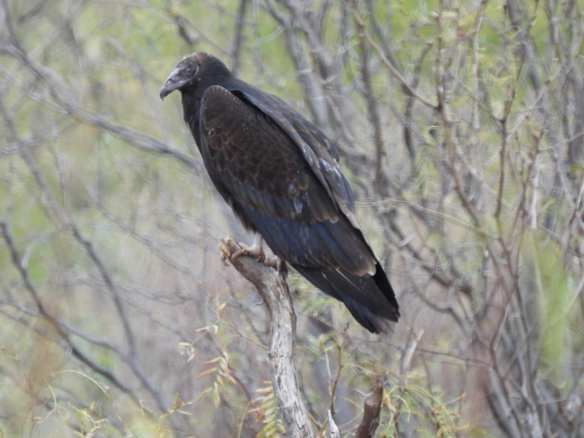Turkey Vulture - ML646354629