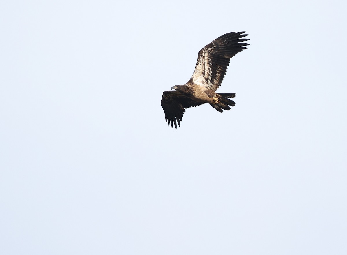Bald Eagle - ML646354631