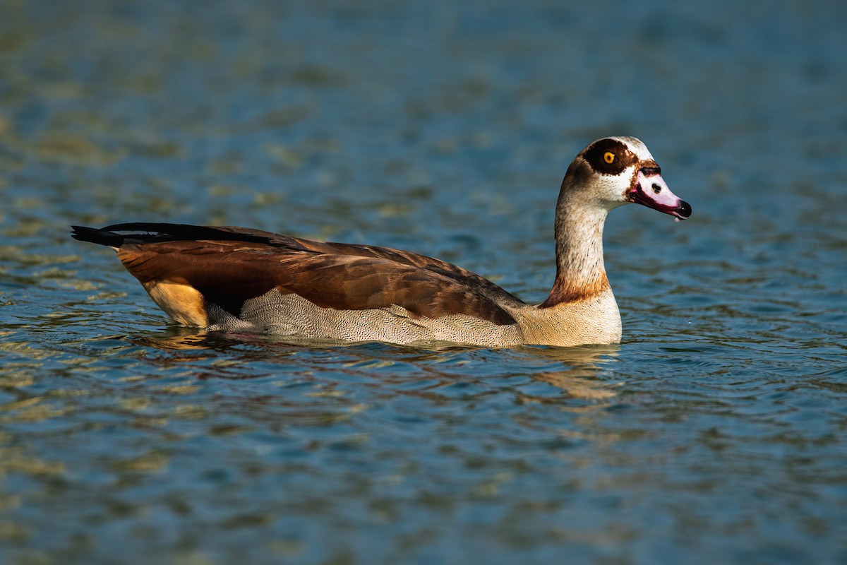 Egyptian Goose - ML646354632