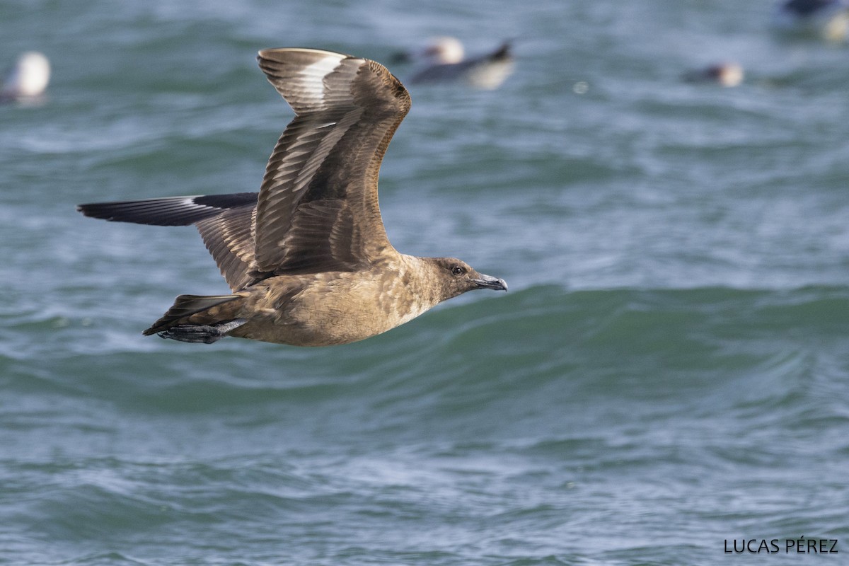 Great Skua - ML646354633