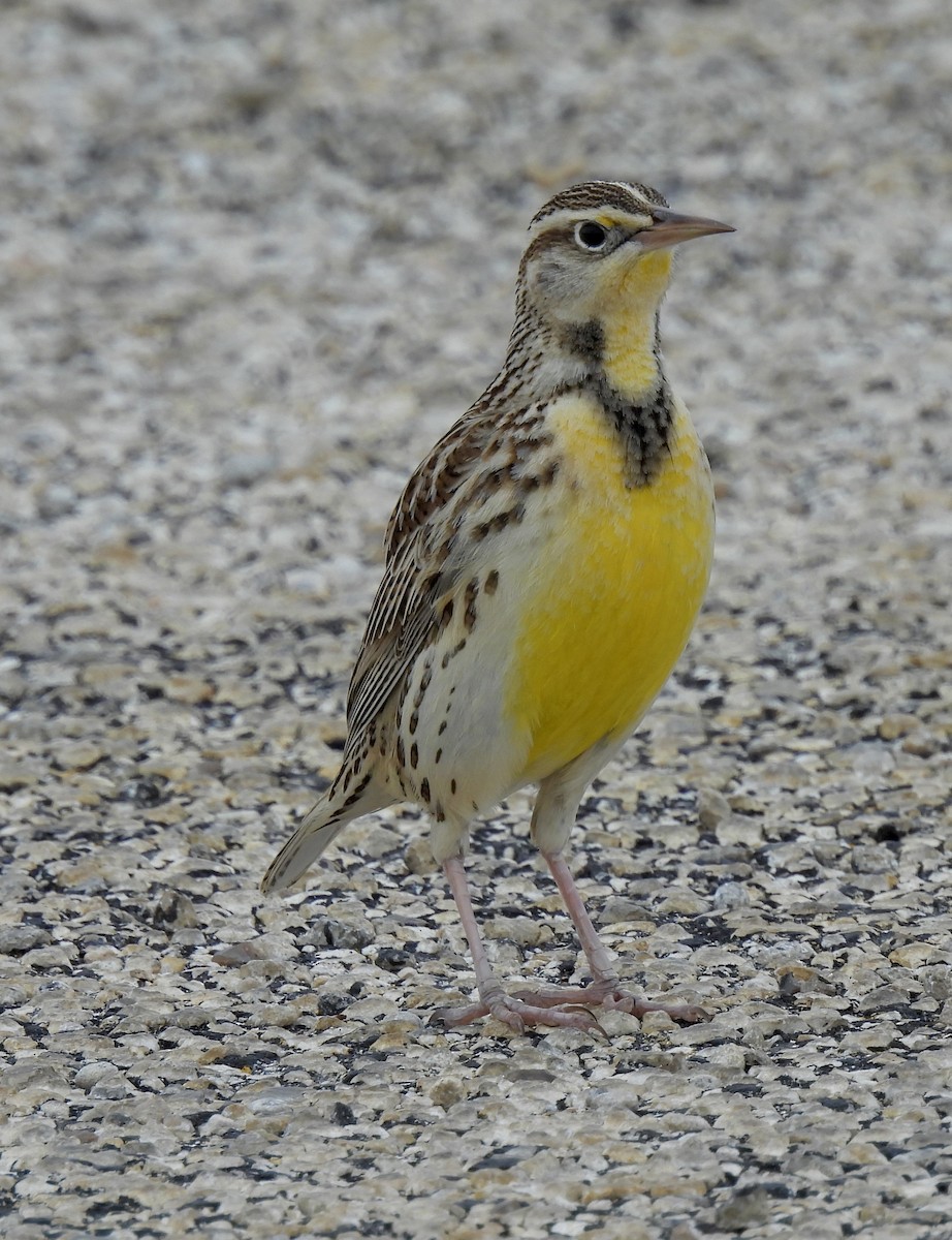 Western Meadowlark - ML646354634