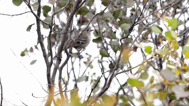 Southern Scrub-Robin - ML646354637
