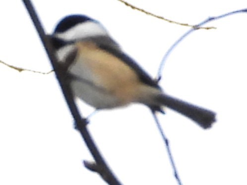 Гаїчка світлокрила - ML646354641