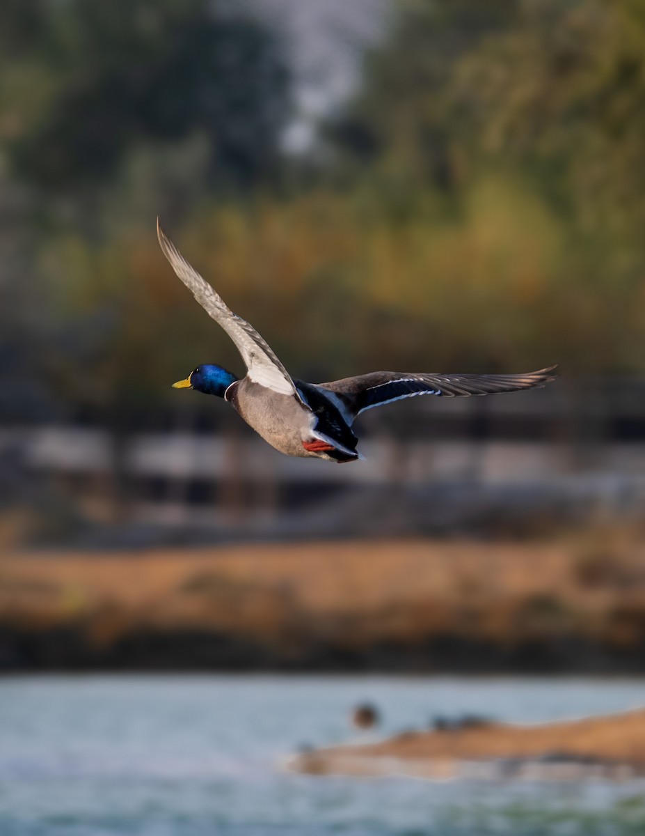 Mallard - ML646354648