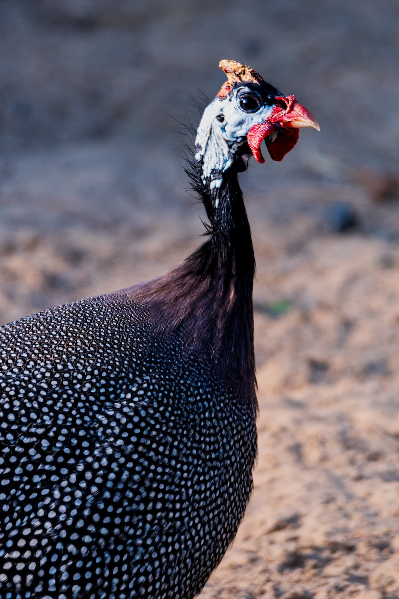 Helmeted Guineafowl - ML646354650