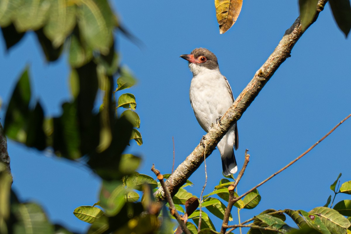 Masked Tityra - ML646354651