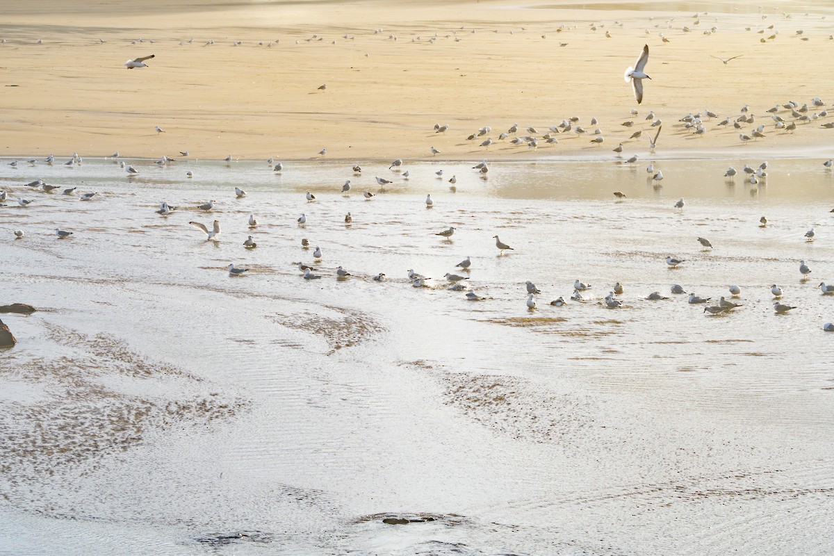 שחף בלתי-מזוהה (גדול) - ML646354660