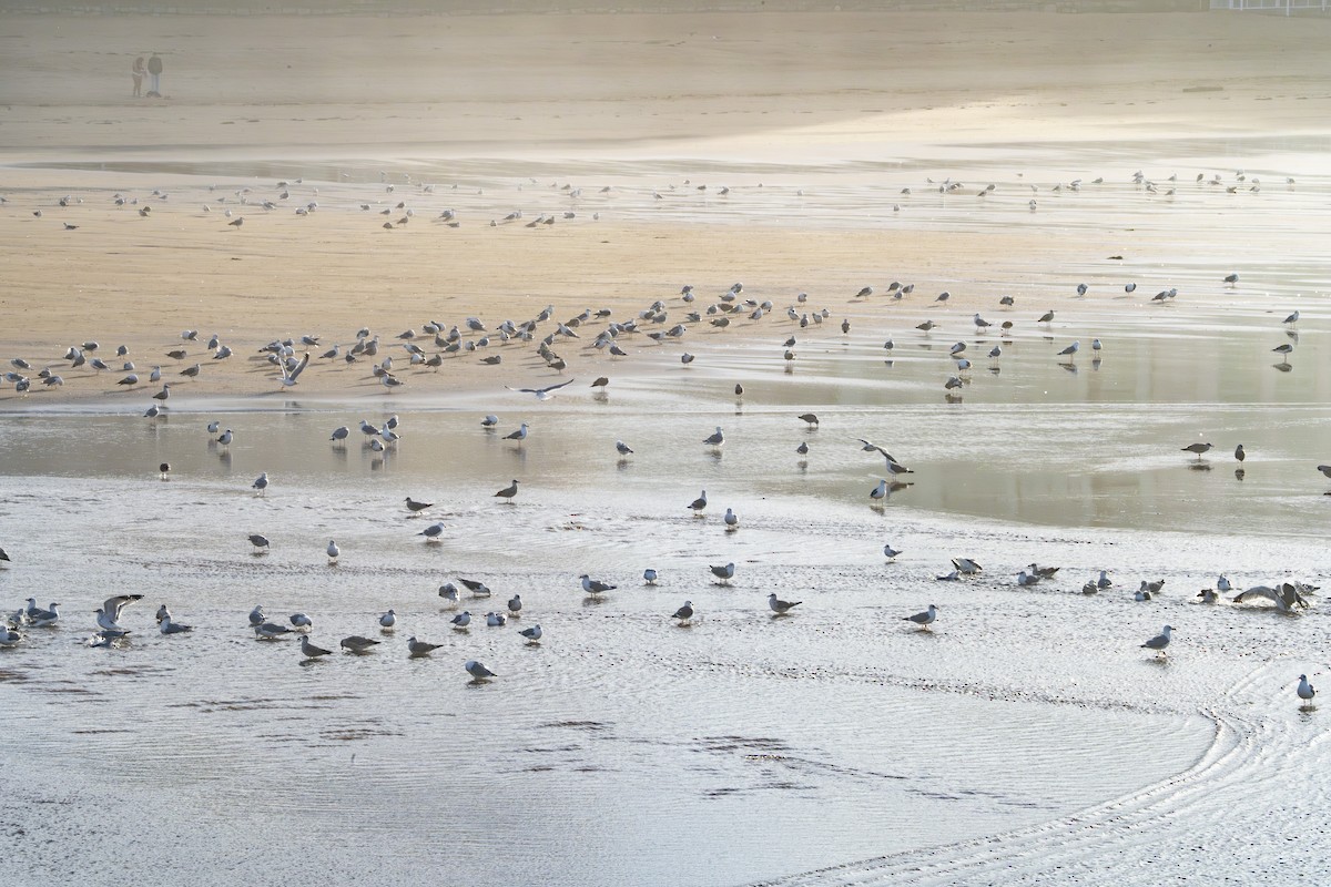 שחף בלתי-מזוהה (גדול) - ML646354661