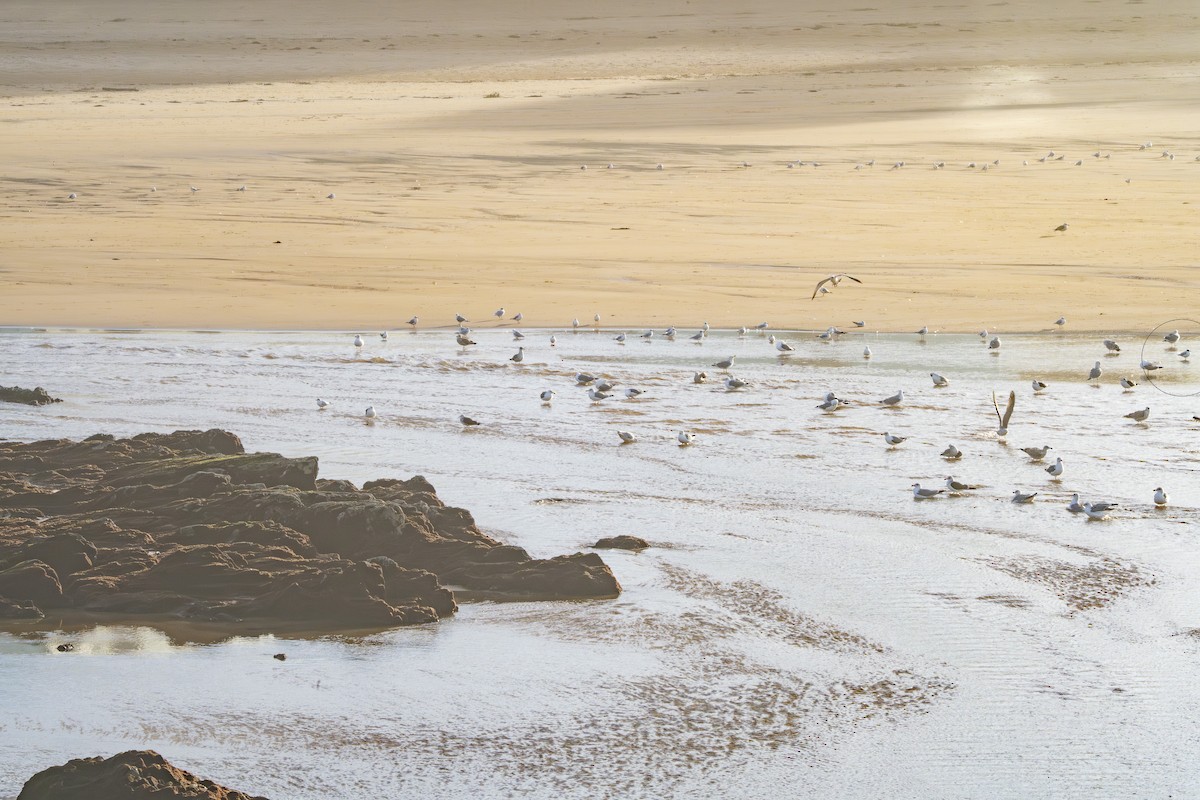 שחף בלתי-מזוהה (גדול) - ML646354663