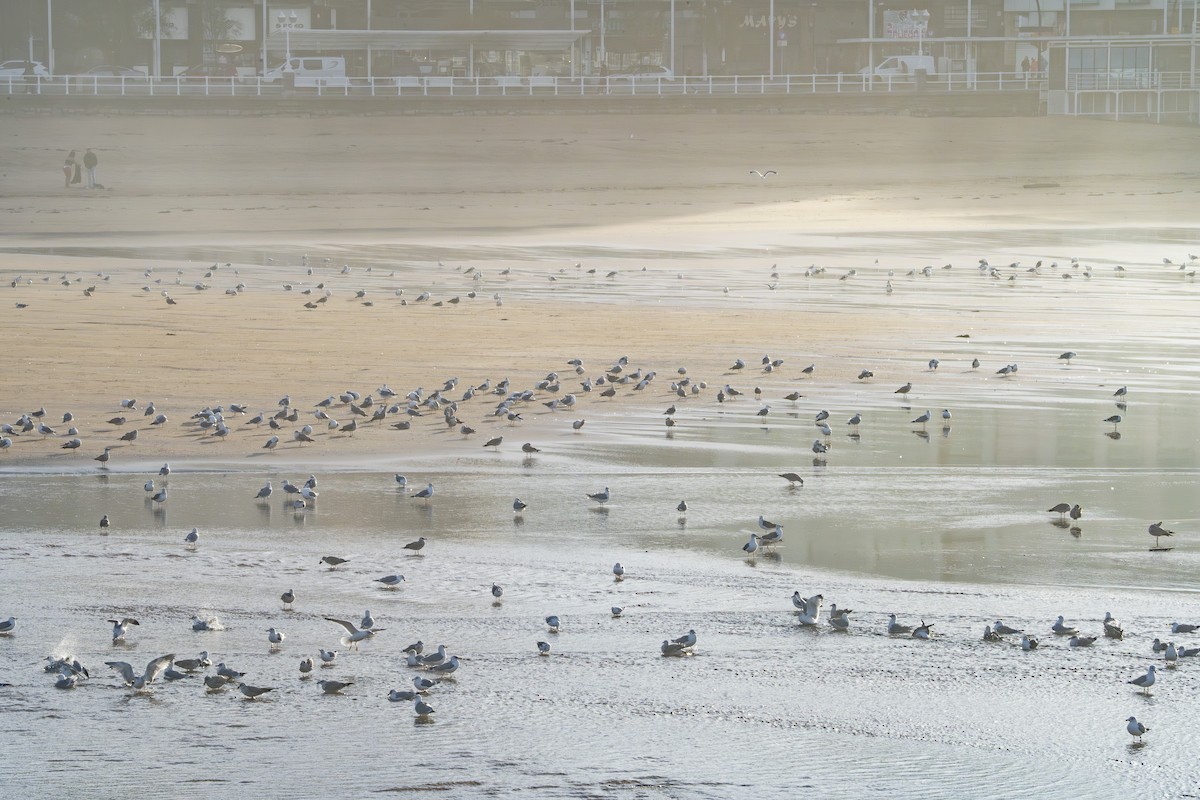 שחף בלתי-מזוהה (גדול) - ML646354664