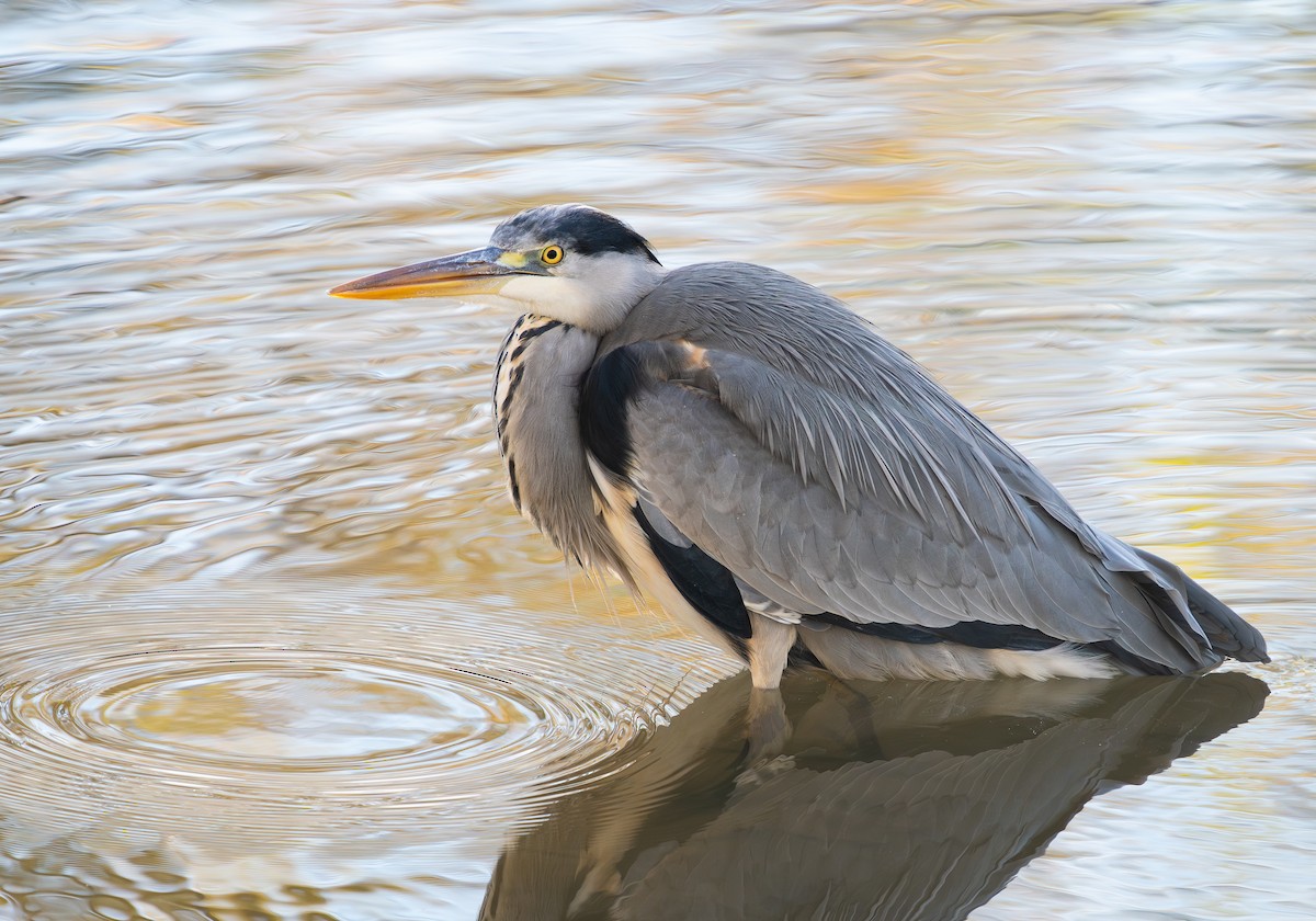 Gray Heron - ML646354676