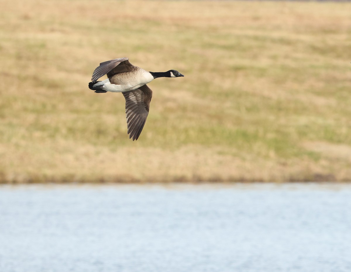 カナダガン - ML646354677