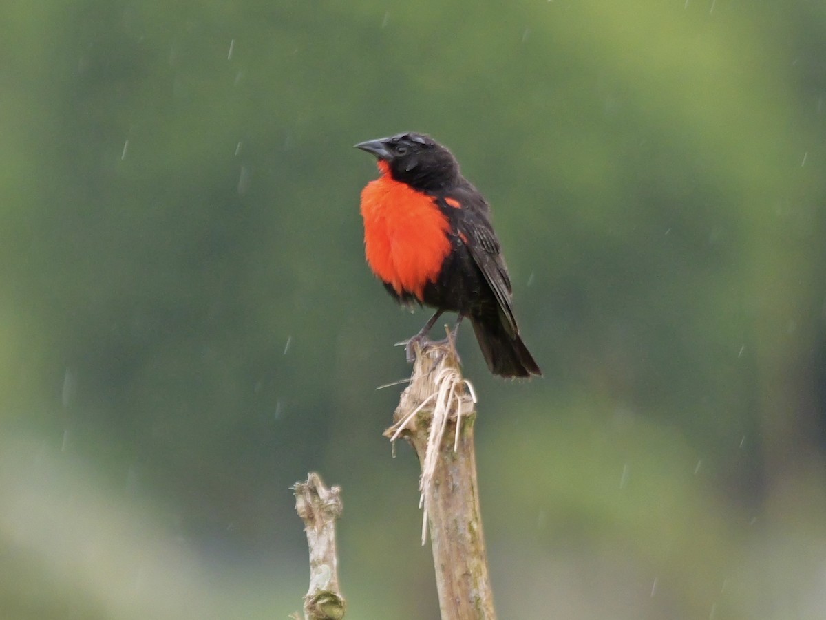 Красногрудая лойка - ML646354682