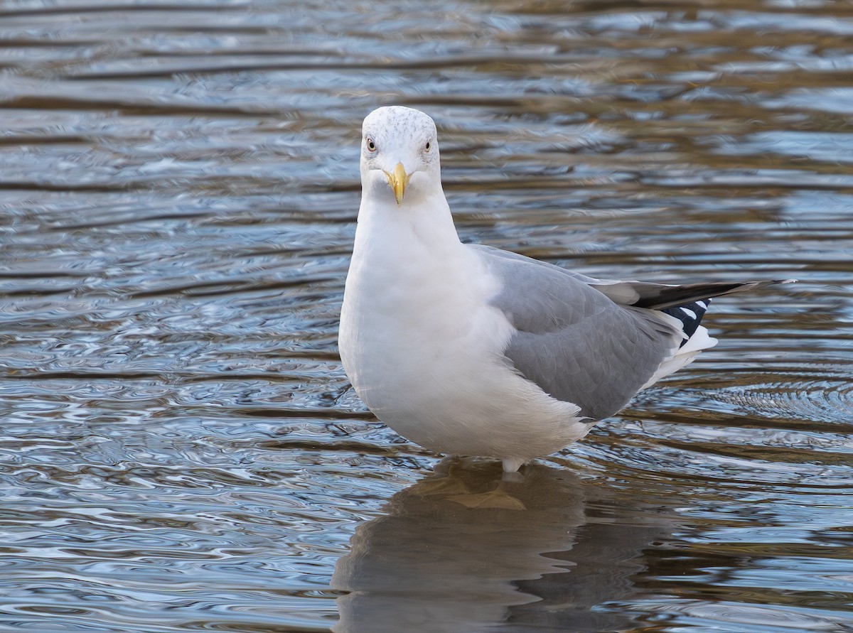 Yellow-legged Gull - ML646354690