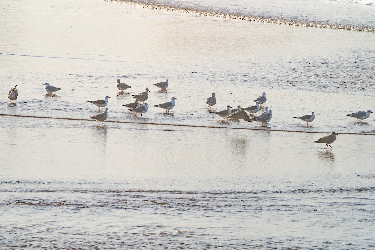 Yellow-legged Gull - ML646354691