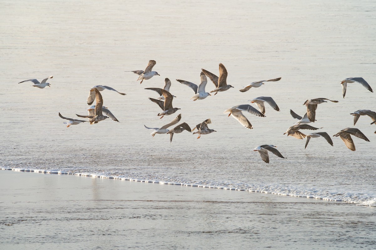Yellow-legged Gull - ML646354692