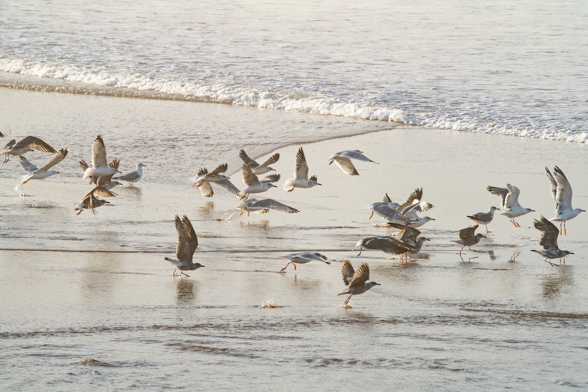 Yellow-legged Gull - ML646354693