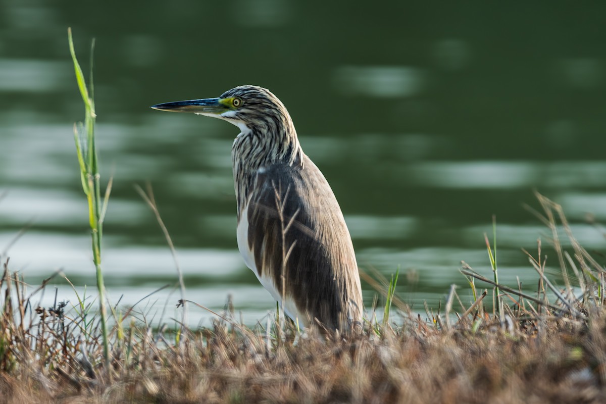 Squacco Heron - ML646354694