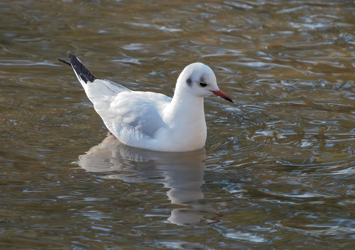 Black-headed Gull - ML646354698