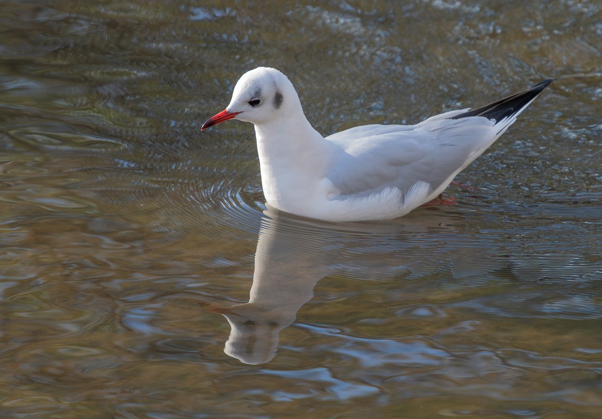 Black-headed Gull - ML646354699