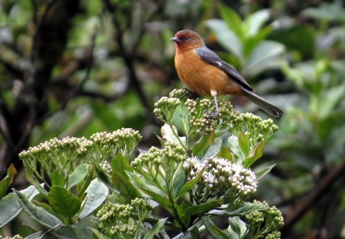 Rufous-browed Conebill - ML646354700