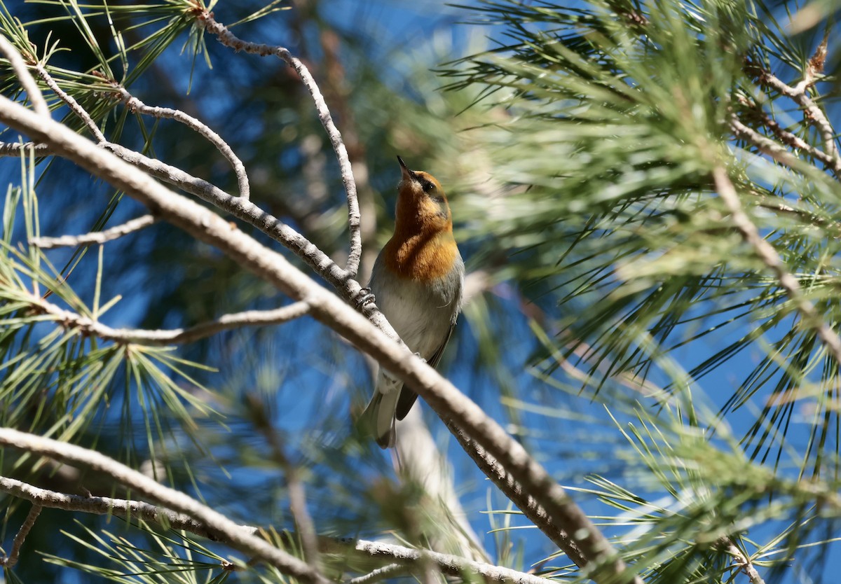 Zeytuni Ötleğen - ML646354702