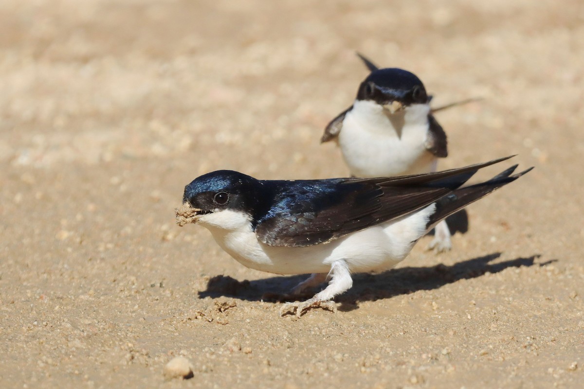 Western House-Martin - ML646354704