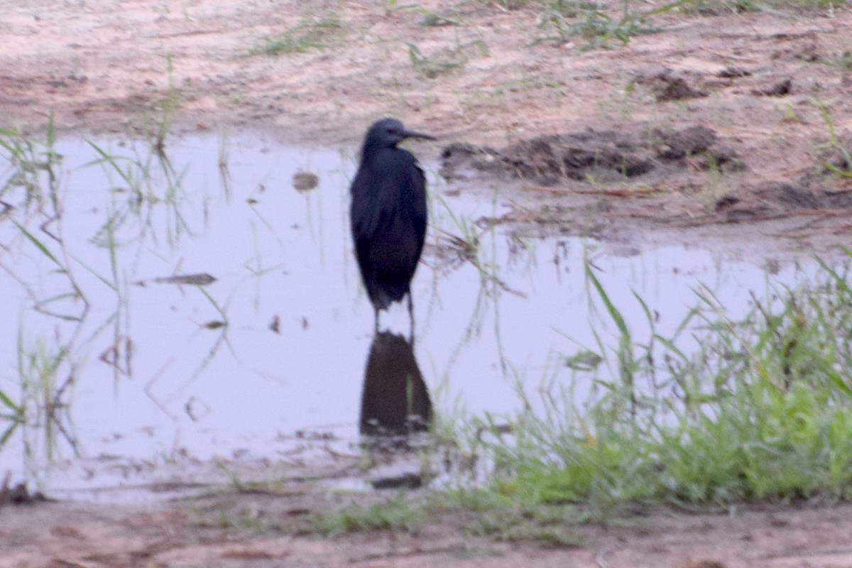 Black Heron - ML646354706