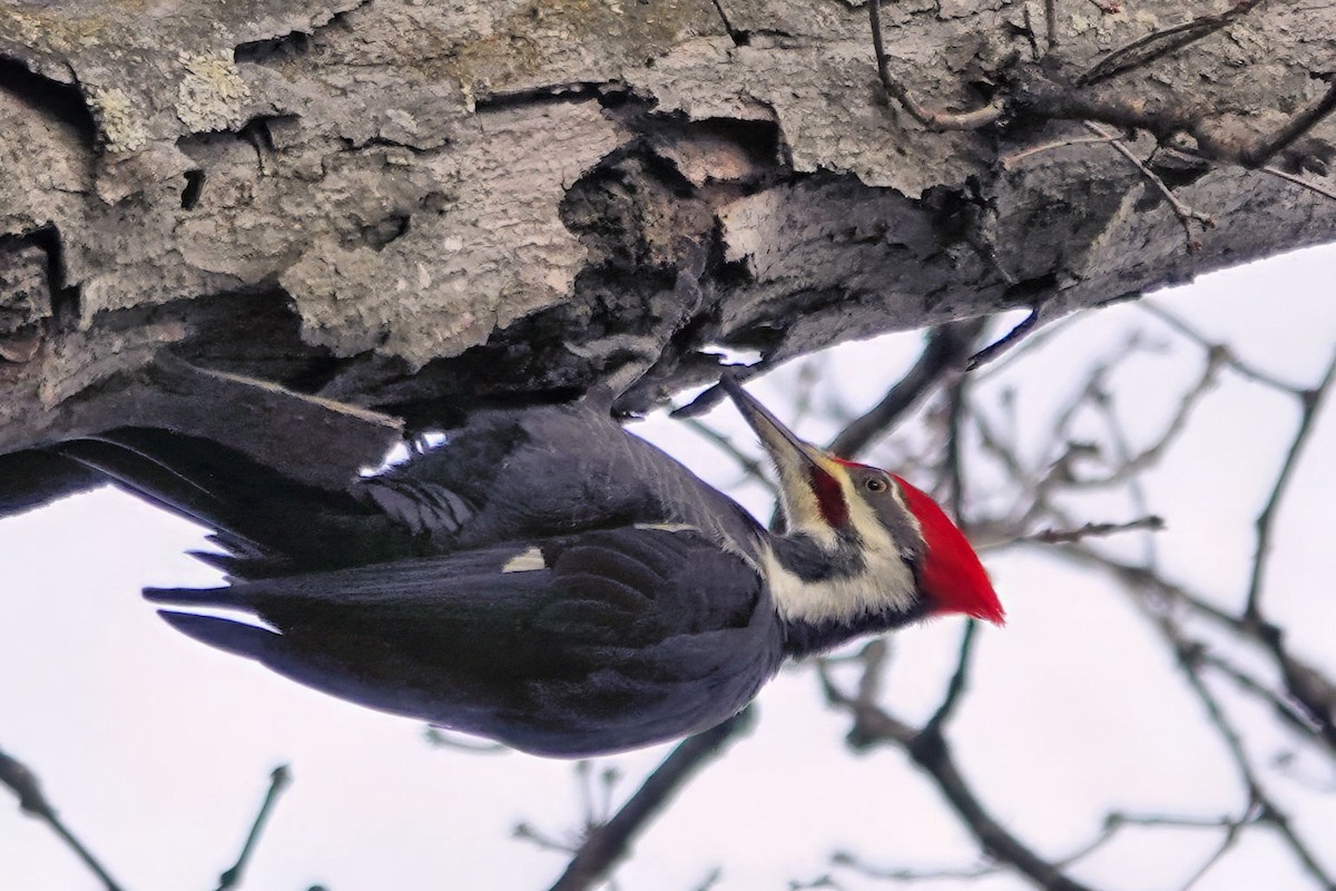 エボシクマゲラ - ML646354707