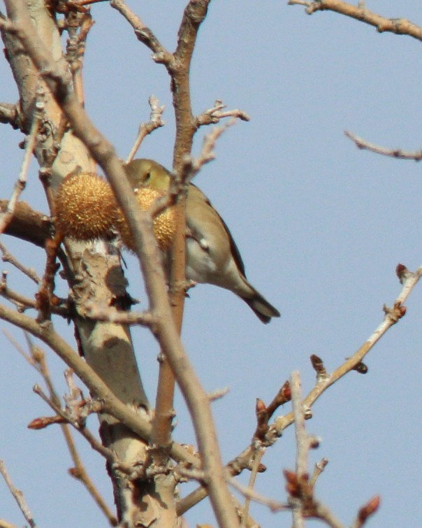 American Goldfinch - ML646354712