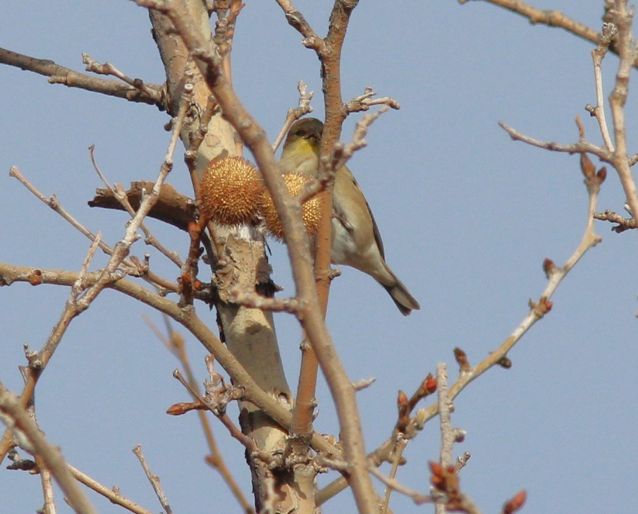American Goldfinch - ML646354713