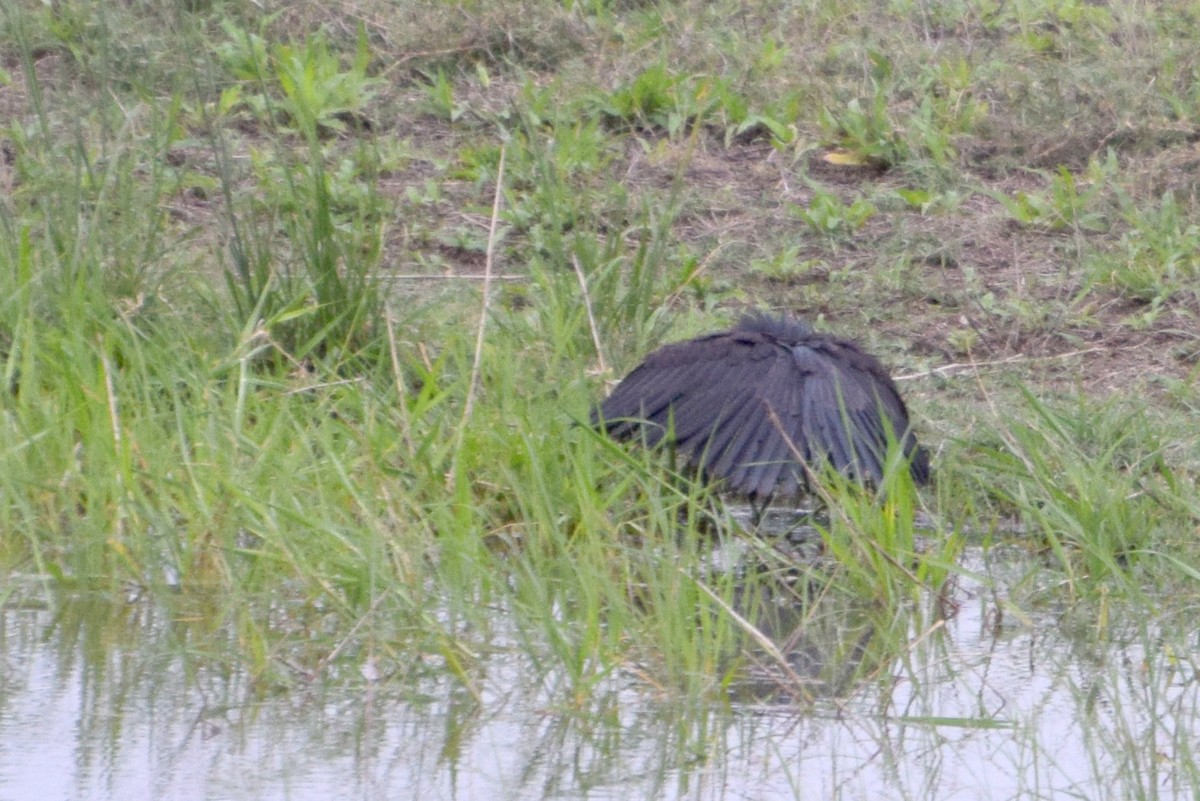 Black Heron - ML646354719