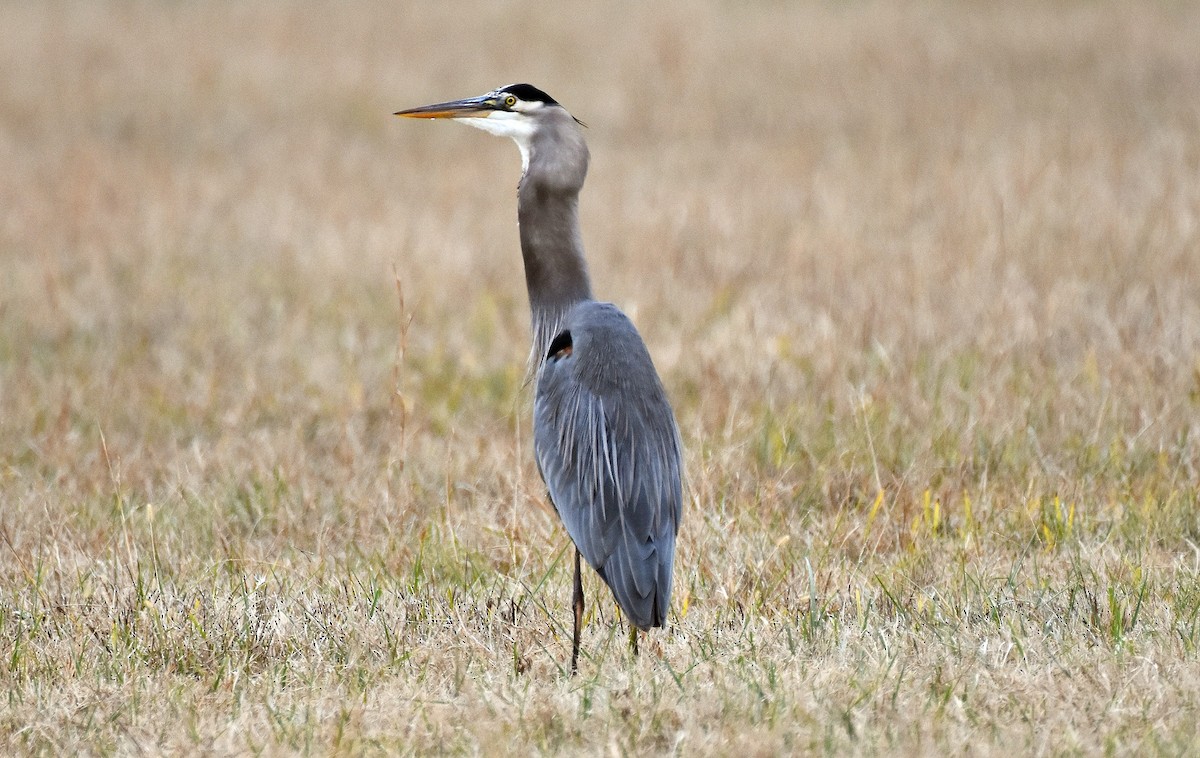 Kanadareiher - ML646354720