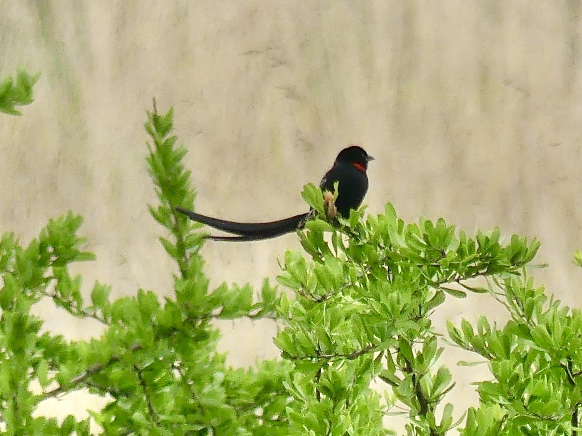 Red-collared Widowbird - ML646354721