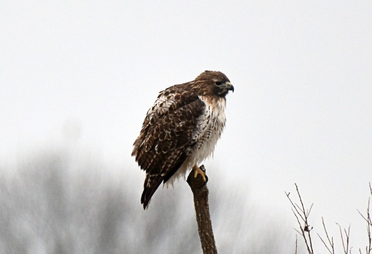 Rotschwanzbussard - ML646354724