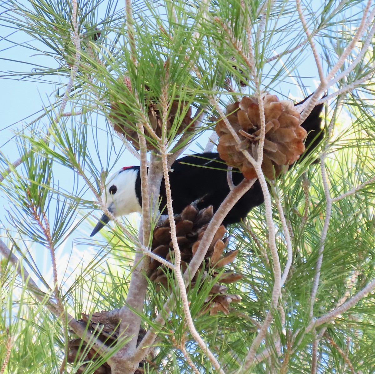 White-headed Woodpecker - ML646354725